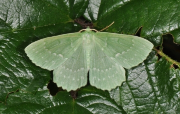 Geometra papilionaria