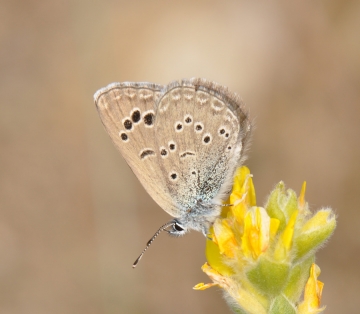 Glaucopsyche melanops