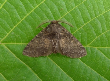 Gluphisia crenata