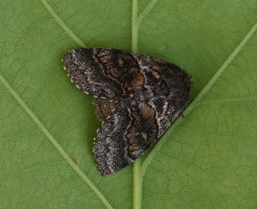 Gluphisia crenata
