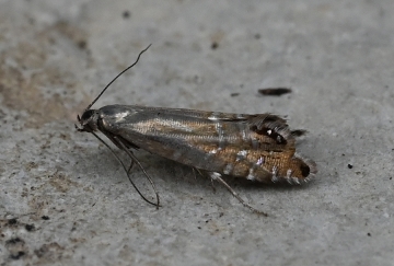 Glyphipterix thrasonella