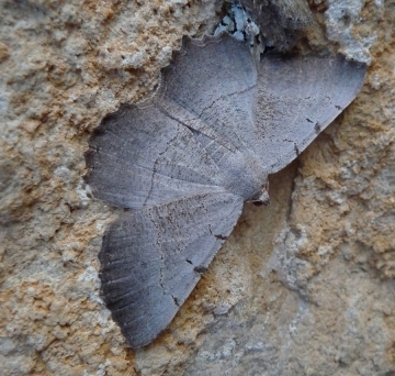 Gnopharmia stevenaria