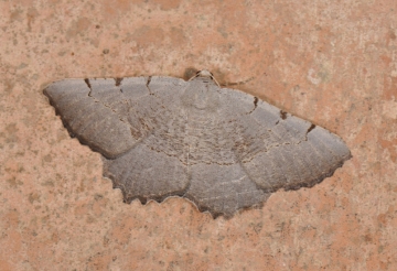 Gnopharmia stevenaria