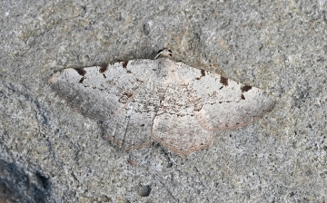 Gnopharmia stevenaria