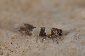 Goidanichiana jourdheuillella