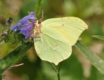 Gonepteryx rhamni