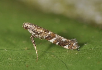 Gracillaria syringella