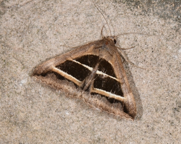 Grammodes bifasciata