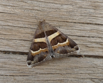 Grammodes stolida