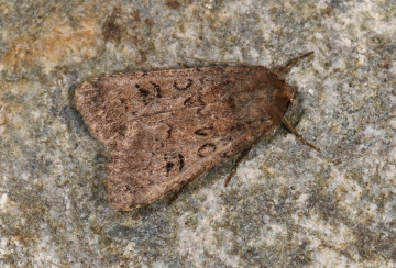 Graphiphora augur