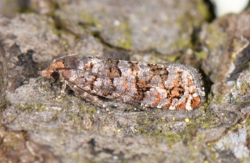 Gravitarmata margarotana