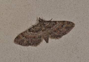 Gymnoscelis rufifasciata