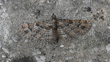 Gymnoscelis rufifasciata