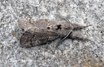 Gynaephora fascelina