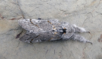 Gynaephora fascelina