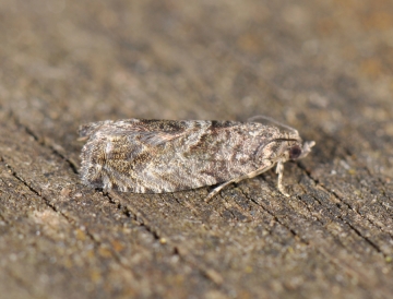 Gypsonoma minutana