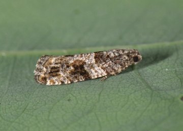 Gypsonoma oppressana