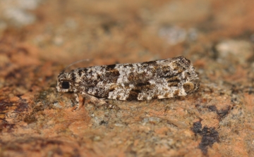 Gypsonoma oppressana