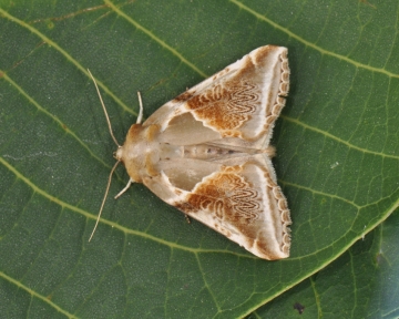 Habrosyne pyritoides