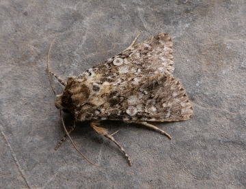 Hadena consparcatoides