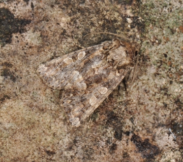 Hadena syriaca