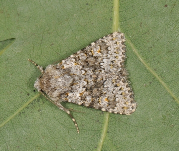 Hecatera dysodea