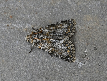Hecatera dysodea