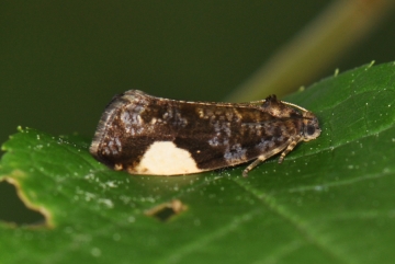 Hedya dimidiana