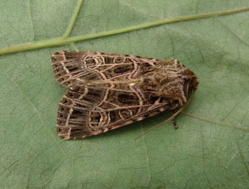 Heliophobus reticulata