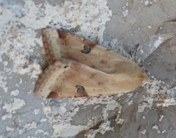 Heliothis peltigera
