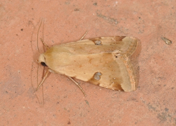 Heliothis peltigera