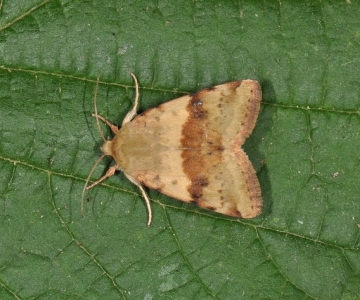 Heliothis viriplaca