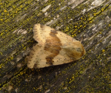 Heliothis viriplaca