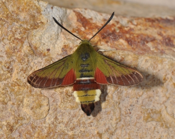 Hemaris croatica