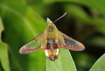 Hemaris fuciformis