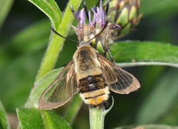 Hemaris tityus