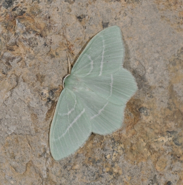 Hemistola chrysoprasaria