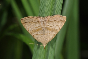 Herminia tarsicrinalis