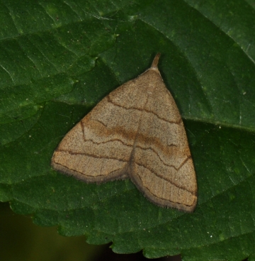 Herminia tarsicrinalis