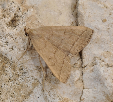 Herminia tarsipennalis