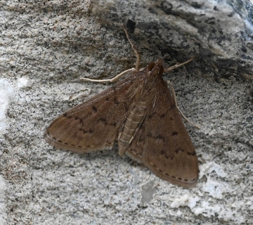 Herpetogramma licarsisalis