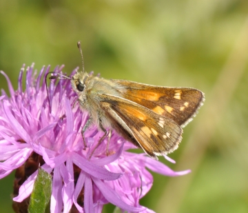Hesperia comma