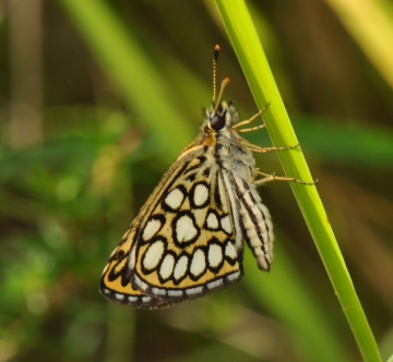 Heteropterus morpheus