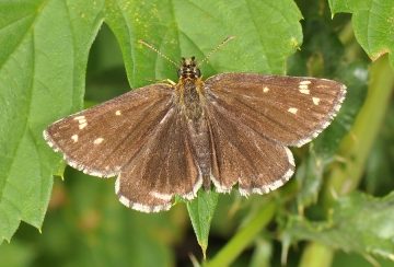 Heteropterus morpheus