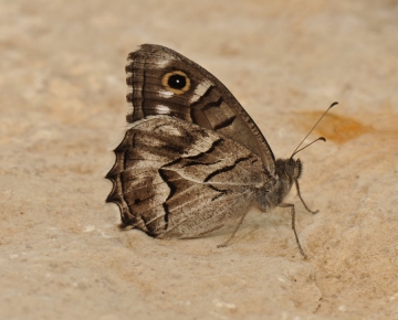 Hipparchia fidia