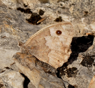 Hipparchia statilinus