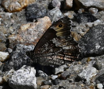 Hipparchia syriaca