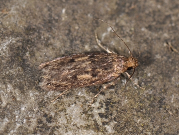 Hofmannophila pseudospretella