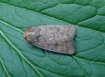 Hoplodrina octogenaria