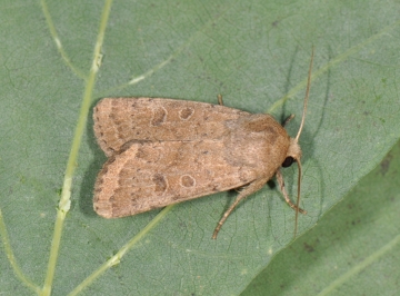 Hoplodrina octogenaria